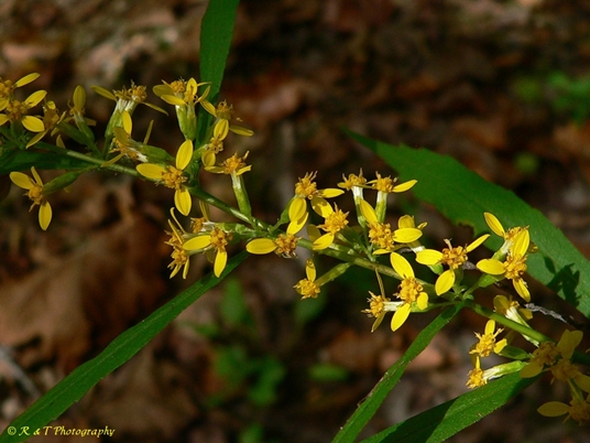 {Solidago curtisii}